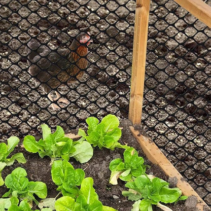 vensovo Black Plastic Wire Mesh 15.7IN x 10FT Roll - Chicken Wire Fencing for Poultry, Gardening Barrier, Balcony Guard for Cats and Dogs, Floral Craft Mesh with 20 Zip Ties