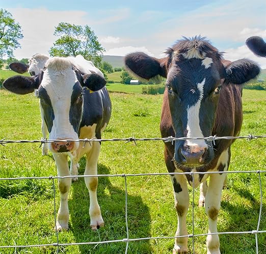 Farm Fence 6ft x 164ft Heavy Zinc Coating Cattle Deer Goat Fence,Galvanized Field Wire Fencing,Hog Wire Fencing for Yard Livestock & Animals Protection